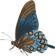 Butterfly Papilio Philenor Side clip art Preview