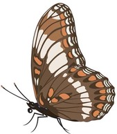 Butterfly Vector 10