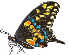 Animals - Butterfly Vector 11 