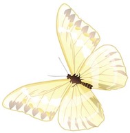 Animals - Butterfly Vector 24 