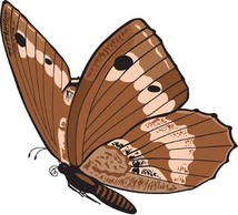 Animals - Butterfly Vector 6 