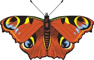 Animals - Butterfly Vector 8 