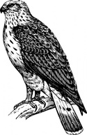 Buzzard Raptor clip art