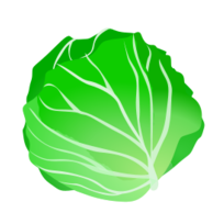 Cabbage