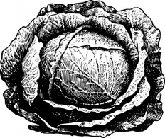 Cabbage clip art Preview