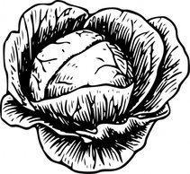 Cabbage clip art