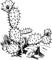 Cactus clip art