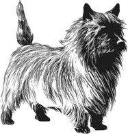 Animals - Cairn Terrier clip art 