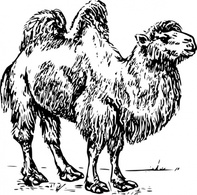 Animals - Camel clip art 