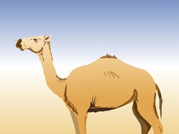 Camel Illustration