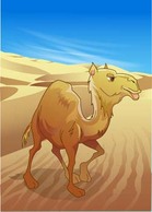 Animals - Camel Vector 15 