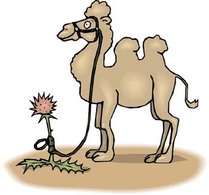 Animals - Camel Vector 3 