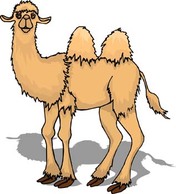 Animals - Camel Vector 4 