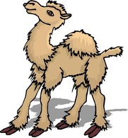 Camel Vector 5