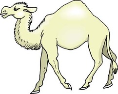 Animals - Camel Vector 6 