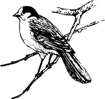 Canada Jay clip art