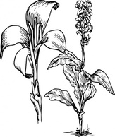 Nature - Canna clip art 