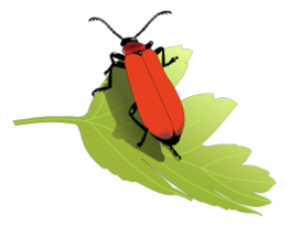 Animals - Cardinal beetle (Pyrochroa coccinea) 
