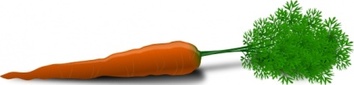 Carrot clip art