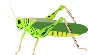 Cartoon - Cartoon Bugs Cavalletta Insect Grasshopper Insects Locust 