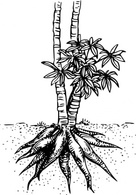 Nature - Cassava Yuca clip art 