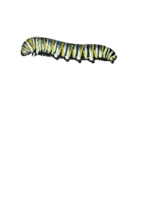 Caterpillar (D. plexippus) Preview