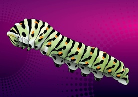 Animals - Caterpillar Vector 