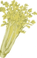 Celery clip art 