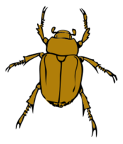 Animals - Chafer Bug 