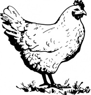 Animals - Chicken clip art 