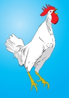 Animals - Chicken Vector 