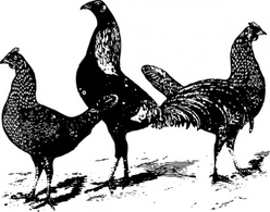 Animals - Chickens clip art 