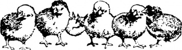 Chicks clip art Preview