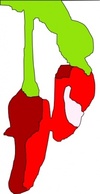 Chillies clip art