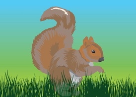 Animals - Chipmunk Vector 