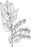 Chokecherry clip art