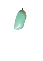 Chrysalis (D. plexippus) Preview