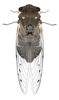Animals - Cicada 