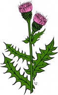 Nature - Cirsium Arvense clip art 