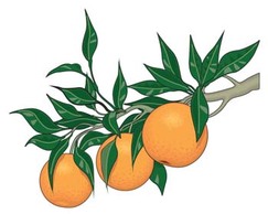 Food - Citrus fruit 3 