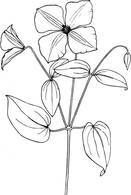 Clematis clip art