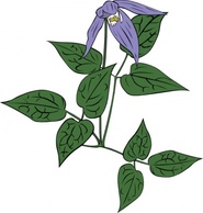 Clematis Occidentalis clip art