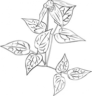 Clematis Occidentalis Outline clip art Preview