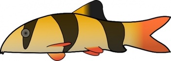 Animals - Clown Loach clip art 