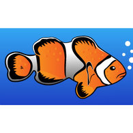 Animals - Clownfish Vector 