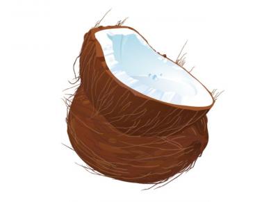 Coconut Vector