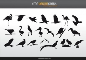 Animals - Collection of Birds Silhouettes 