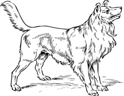 Collie Dog clip art Preview