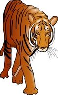 Animals - Color Tiger clip art 