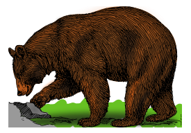 Colored bear